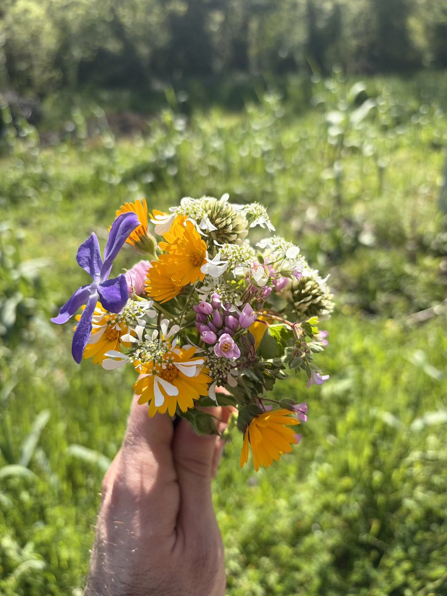 Framingo. tweet media