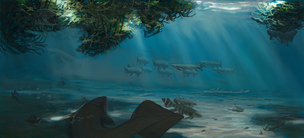 Here the result of the Escuminac Formation #paleostream! 
These deposits from the Devonian of Canada offer a glimpse into a coastal fish community with some absolute bangers and historical favorites. But it doesn't come without it challenges.