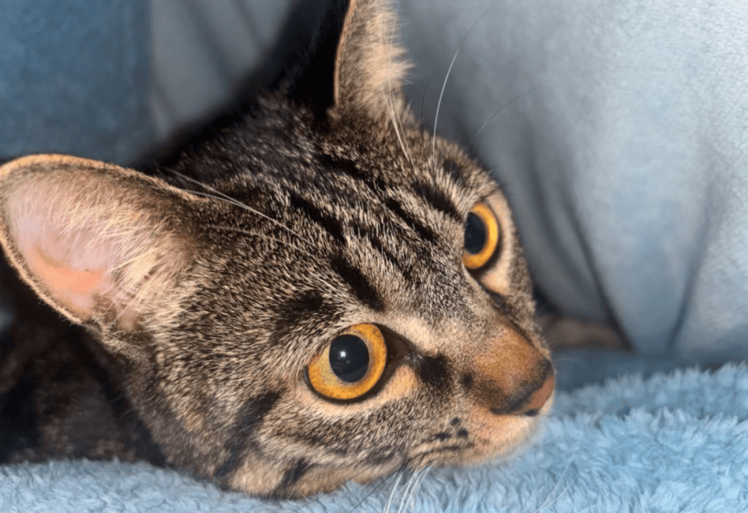 Todd Nunez tweet media