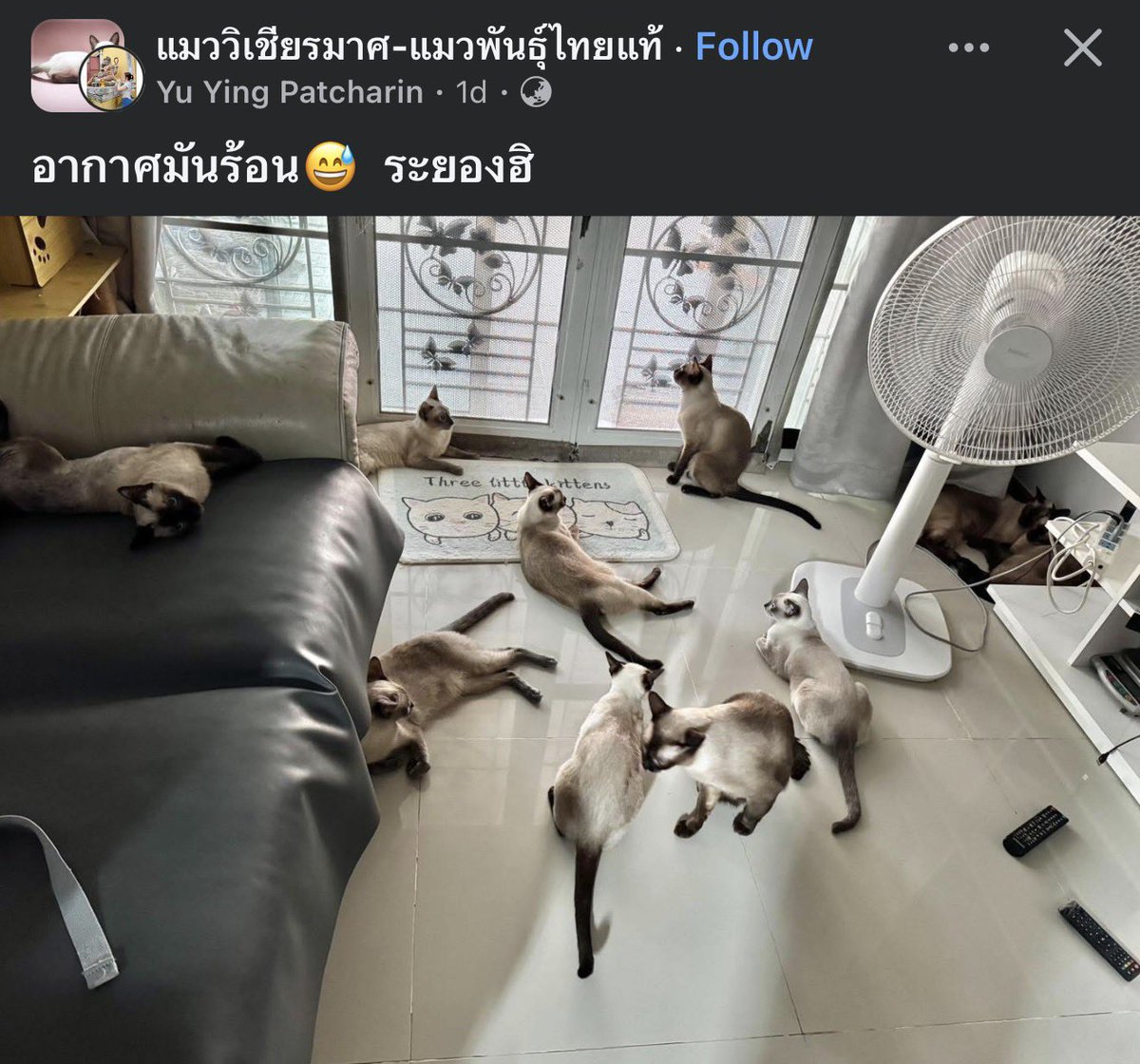 คือผมต้องทราบไหม 🐈‍⬛ tweet media