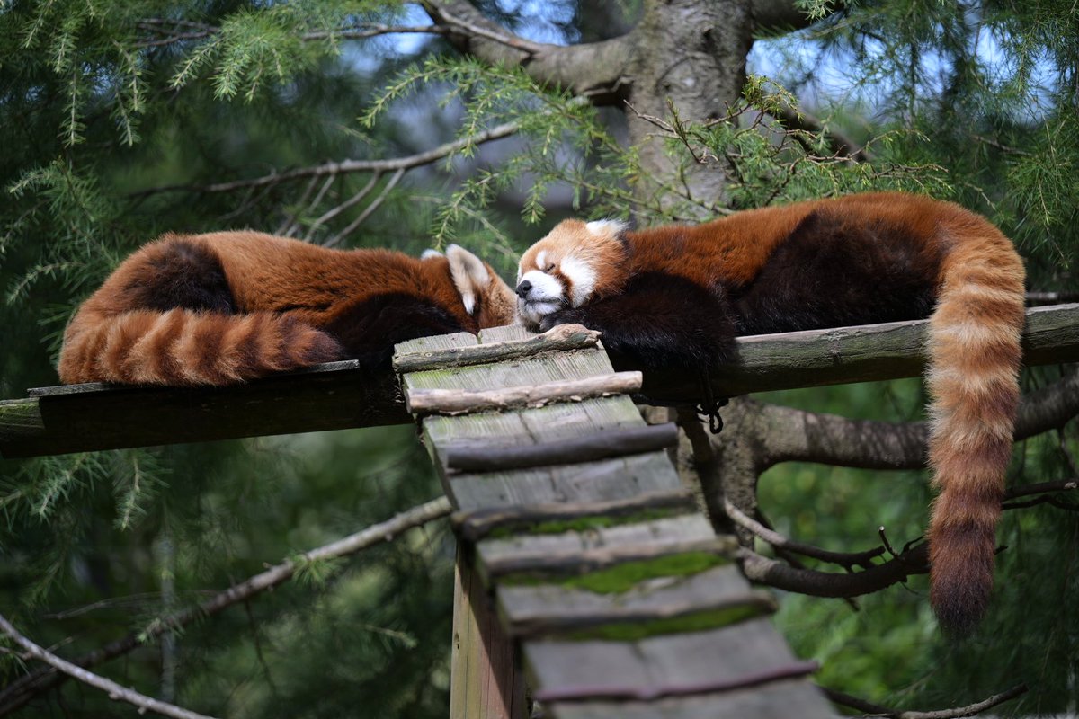 nobuharunakamura tweet media