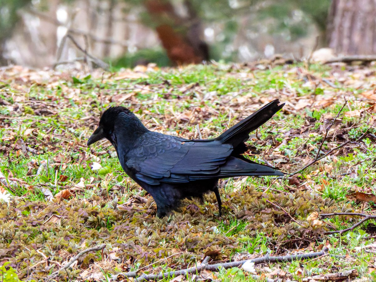 すばる tweet media