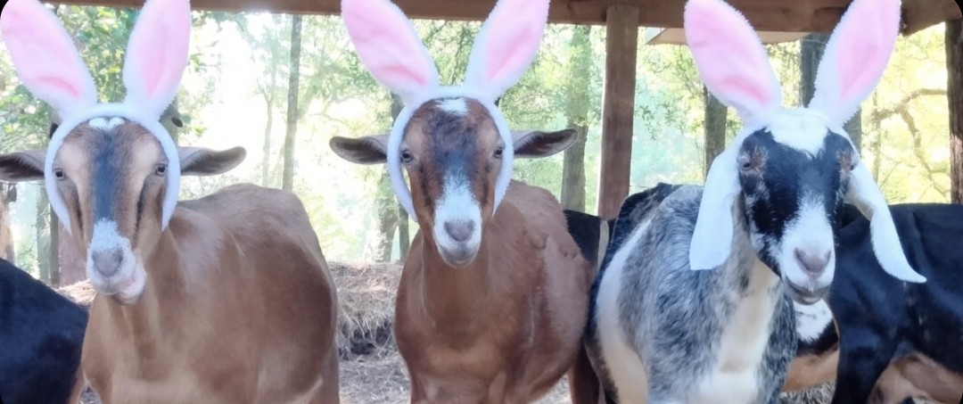 Farmer Crafted tweet media