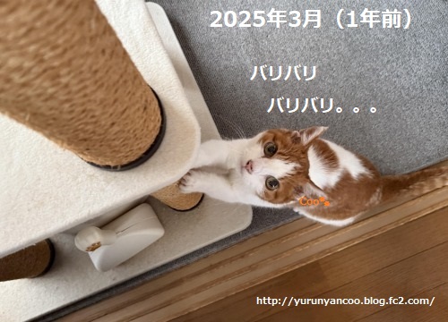 ゆるゆる～くぅにゃん tweet media