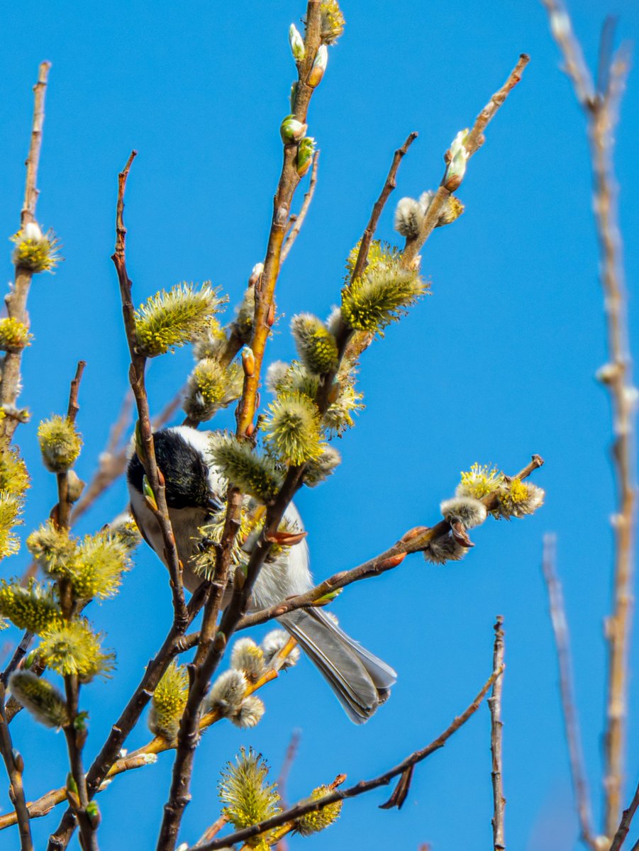 すばる tweet media