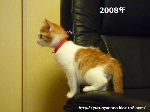 ゆるゆる～くぅにゃん tweet media