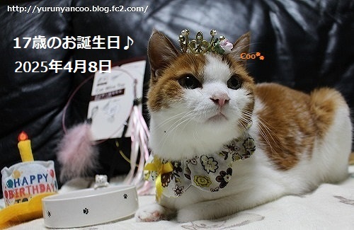 ゆるゆる～くぅにゃん tweet media