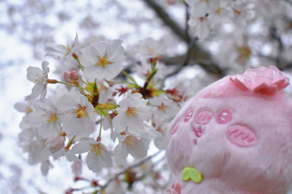 まふぇいん tweet media