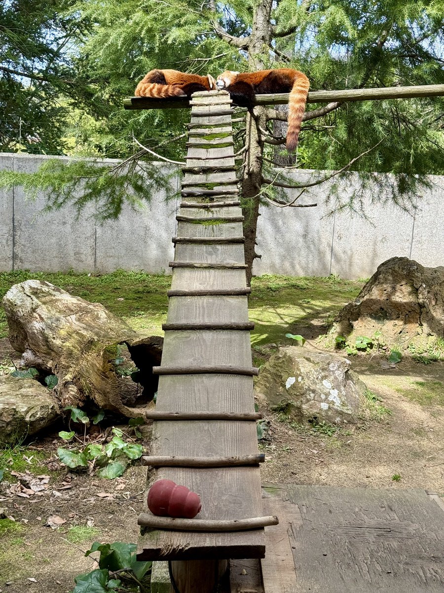 プチトマ tweet media