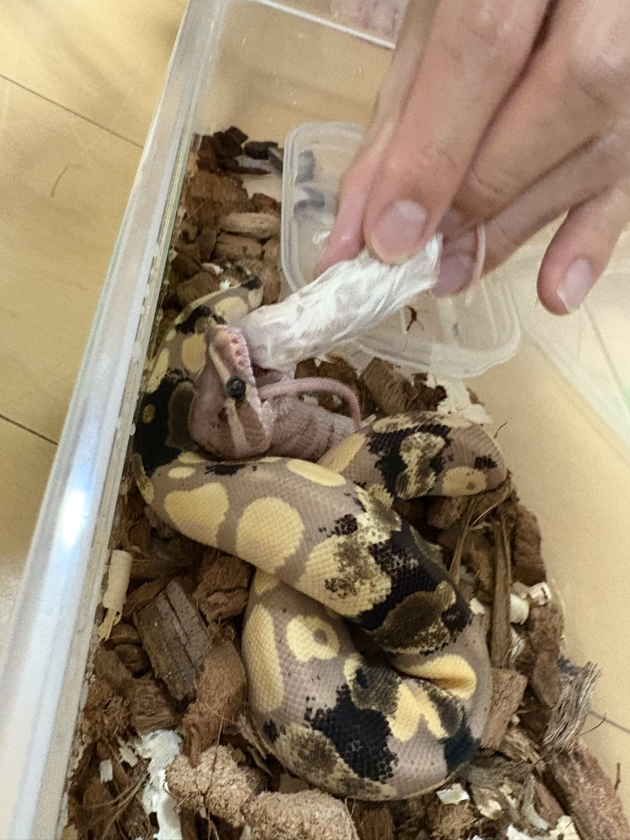 えんかうんと tweet media