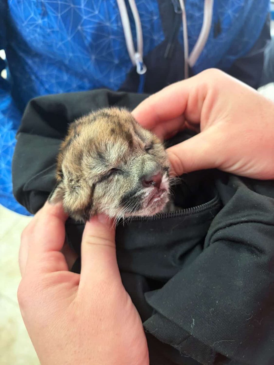 Soy Vete 🐶🐱 tweet media