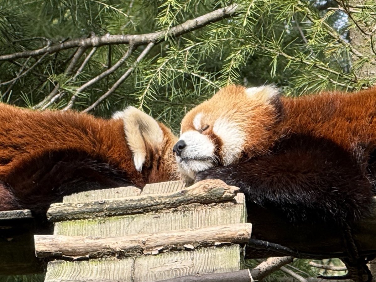 プチトマ tweet media