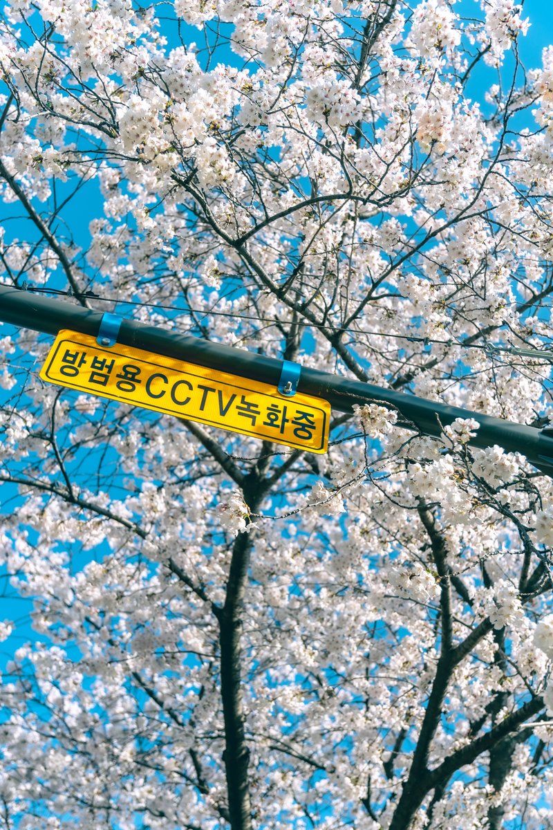 larudu_'s tweet photo. 벚꽃

#photography #벚꽃 https://t.co/fKeFBqAxe3