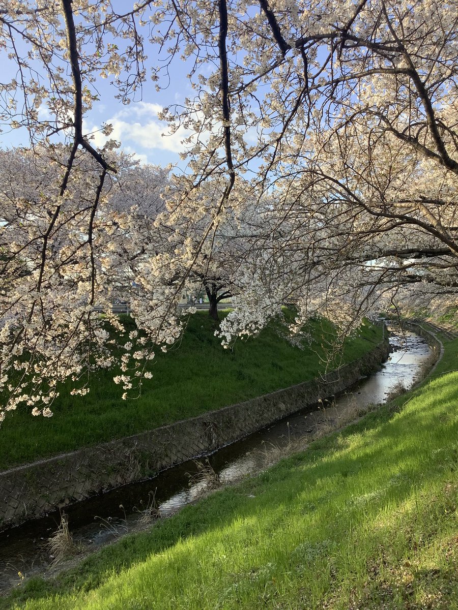 T_MIYA_38's tweet photo. 佐保川の桜です🌸 https://t.co/yvlfVaP3L4