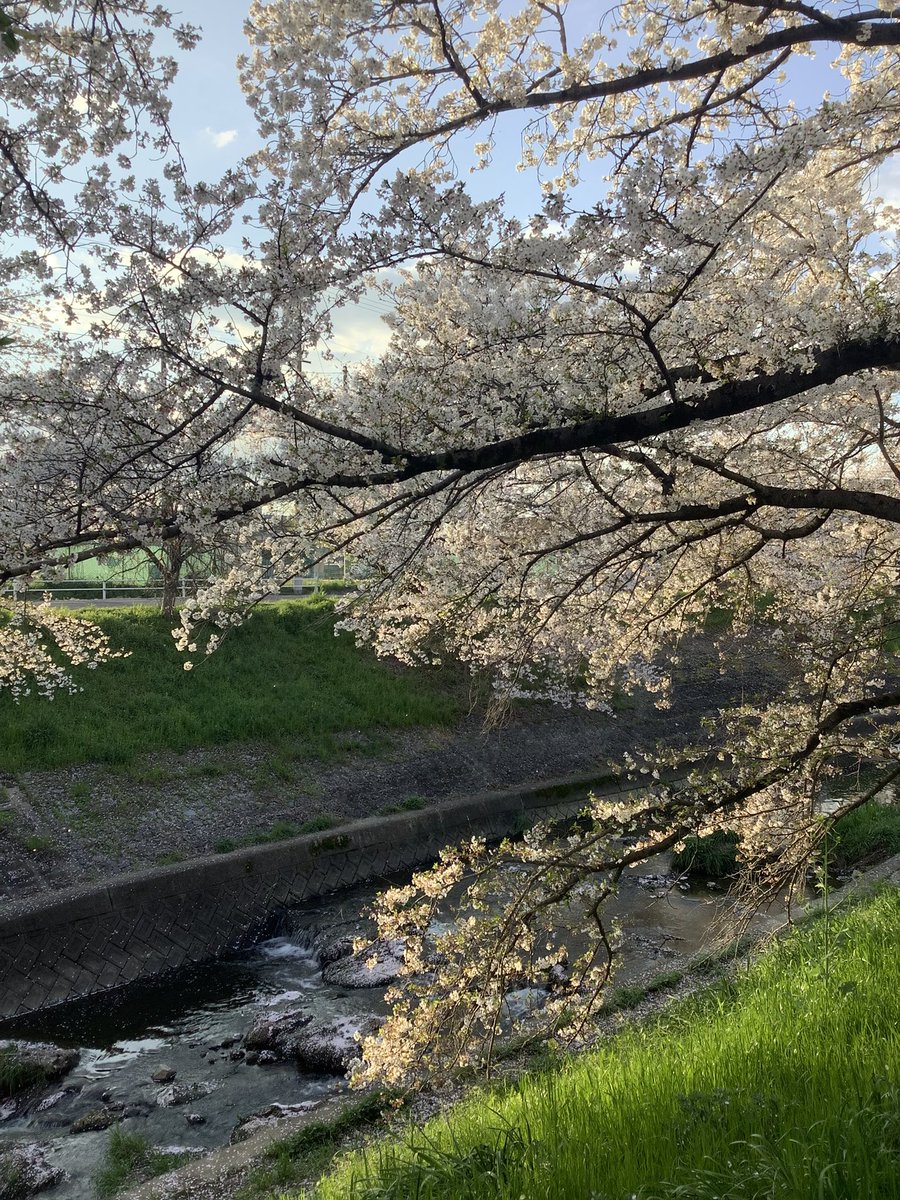 T_MIYA_38's tweet photo. 佐保川の桜です🌸 https://t.co/yvlfVaP3L4