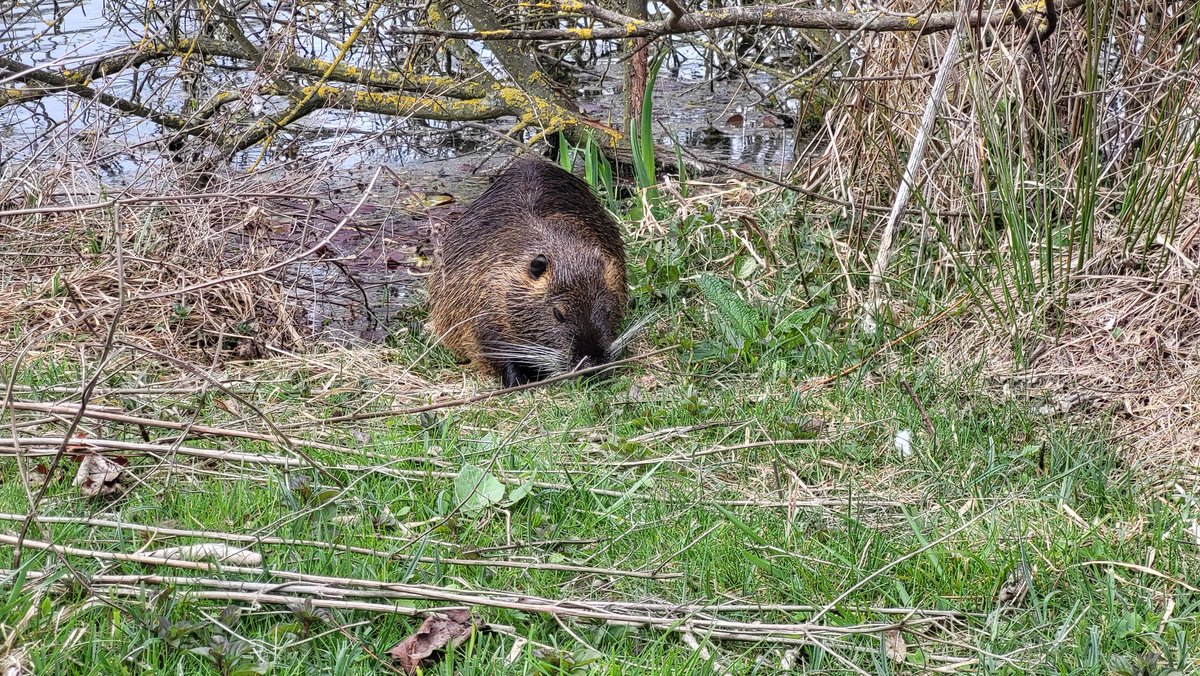 🦔💙 tweet media