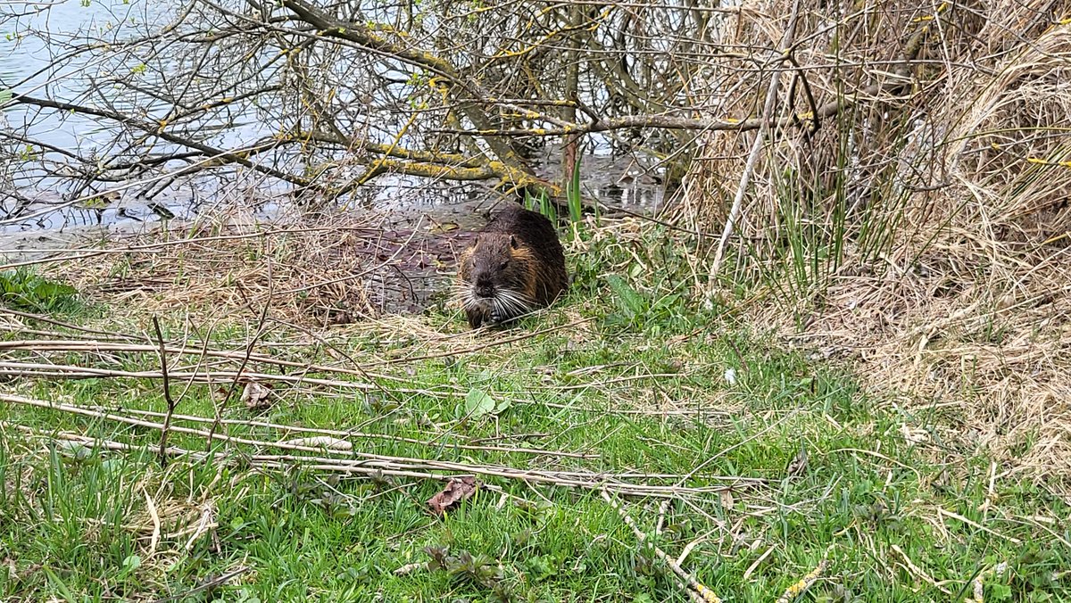 🦔💙 tweet media