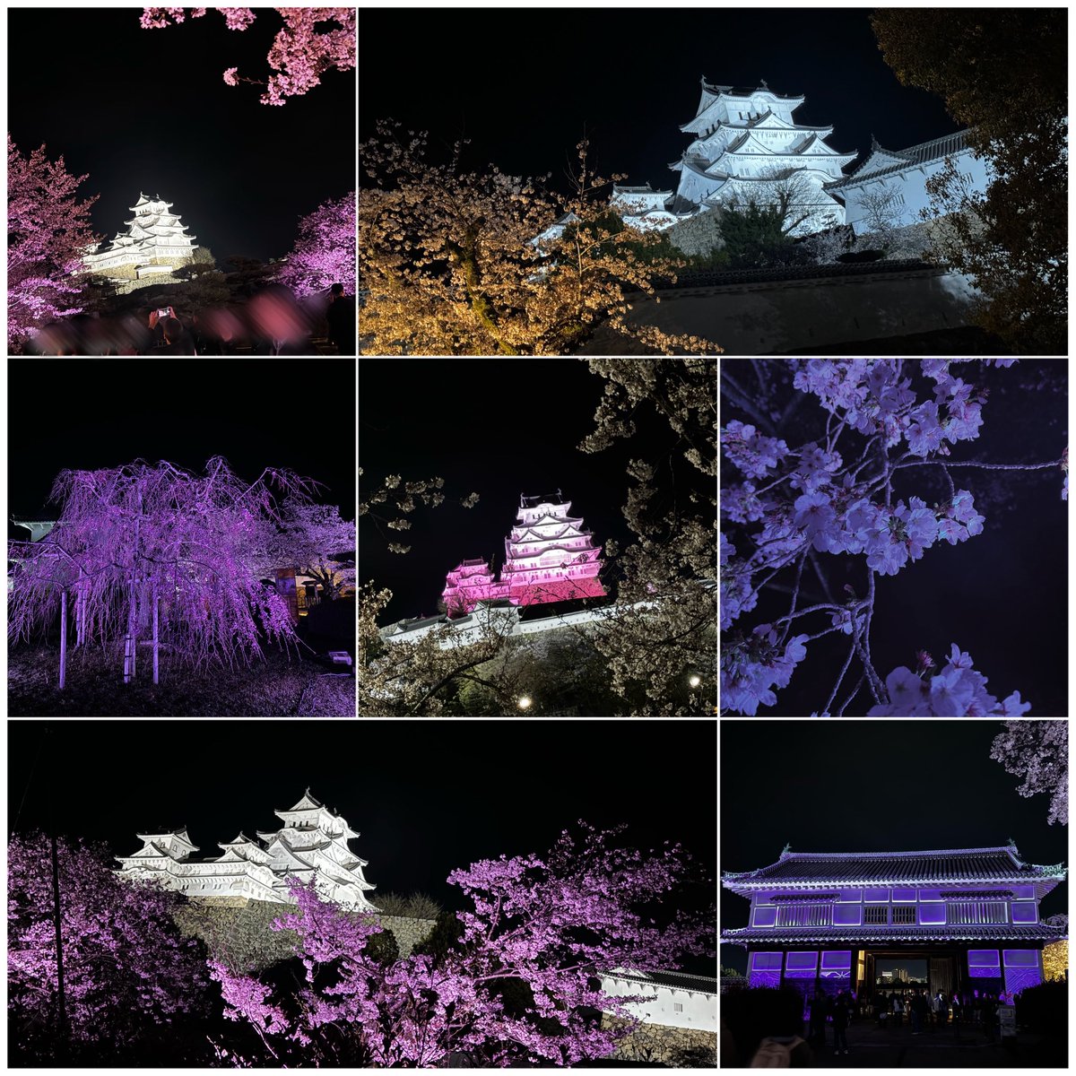 らむ🐥 tweet media