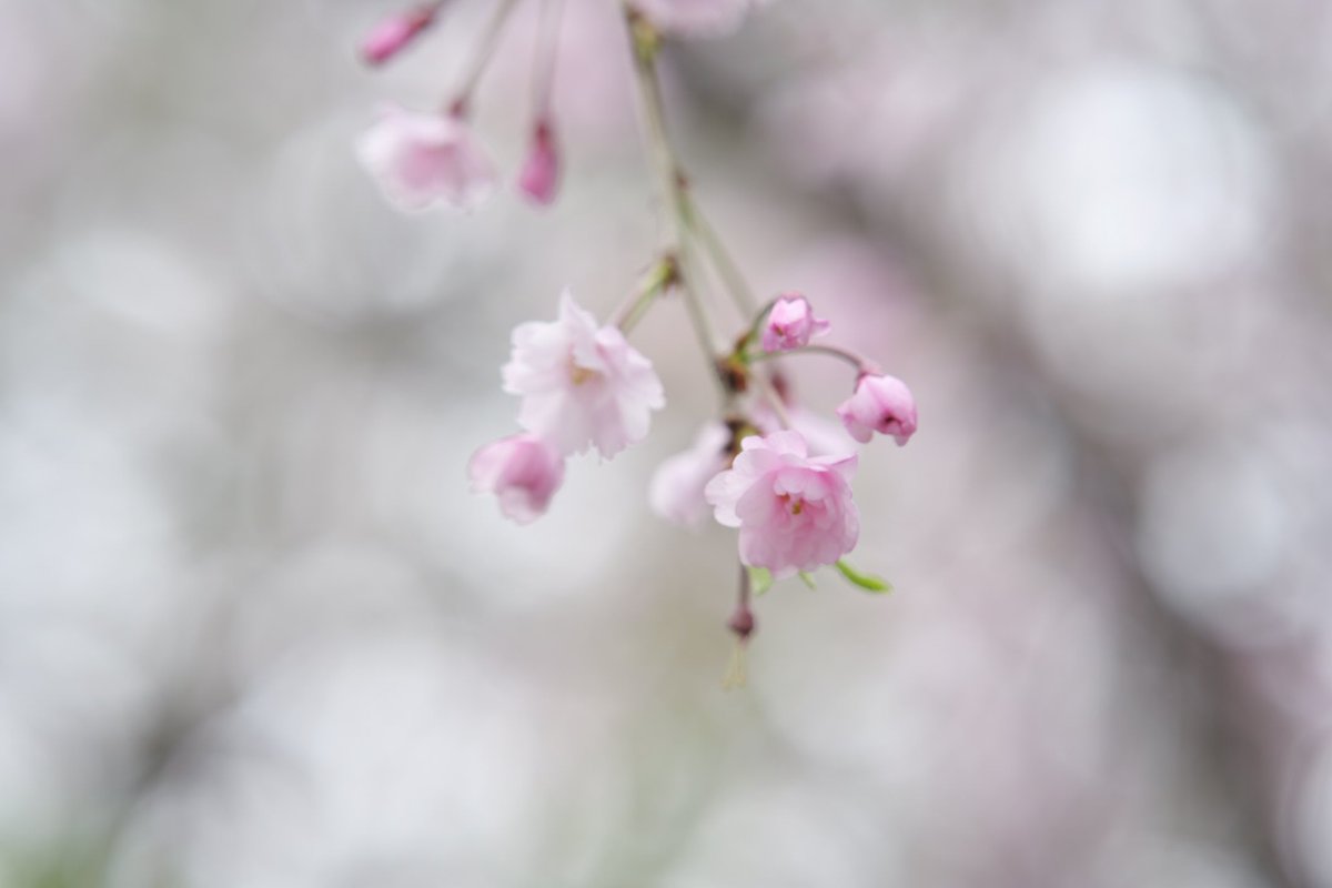 ぁんかけ🍝ﾗﾌﾞｽﾋﾟ×2 tweet media