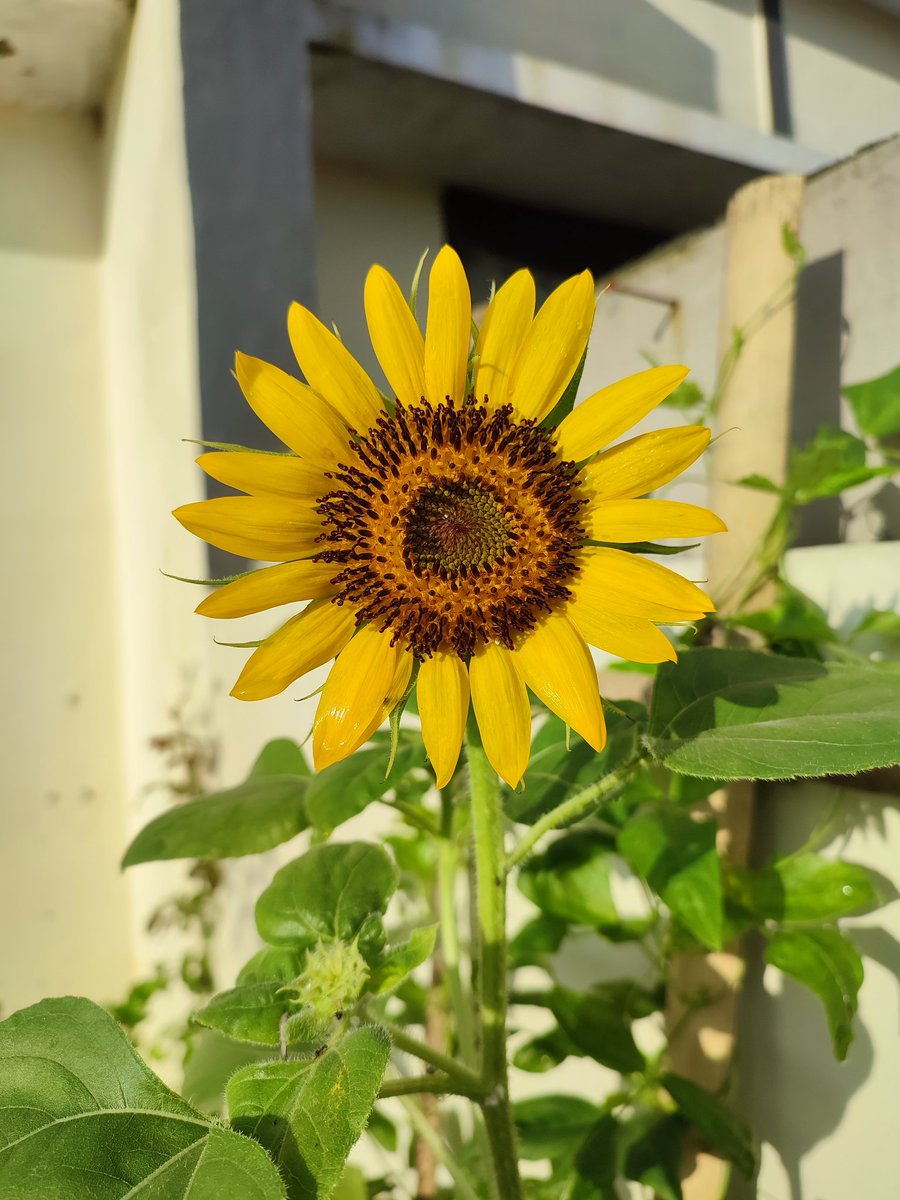 ndah 👩‍🌾🌹🌻 tweet media