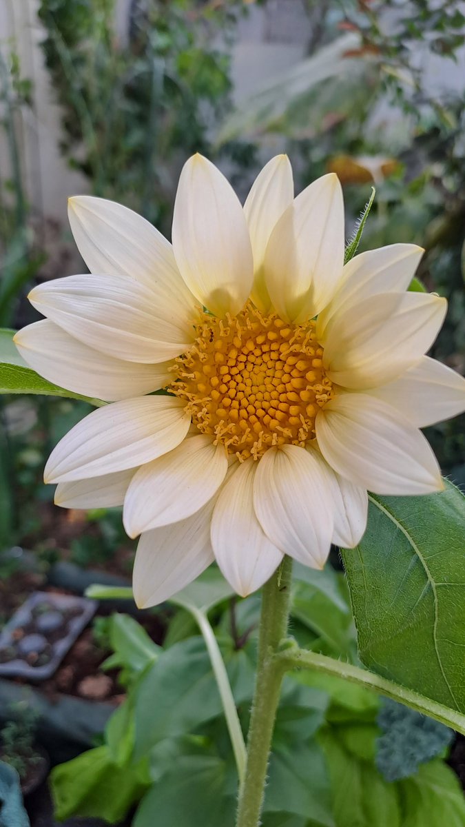 ndah 👩‍🌾🌹🌻 tweet media