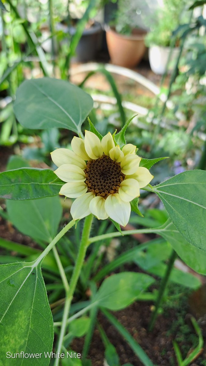 ndah 👩‍🌾🌹🌻 tweet media