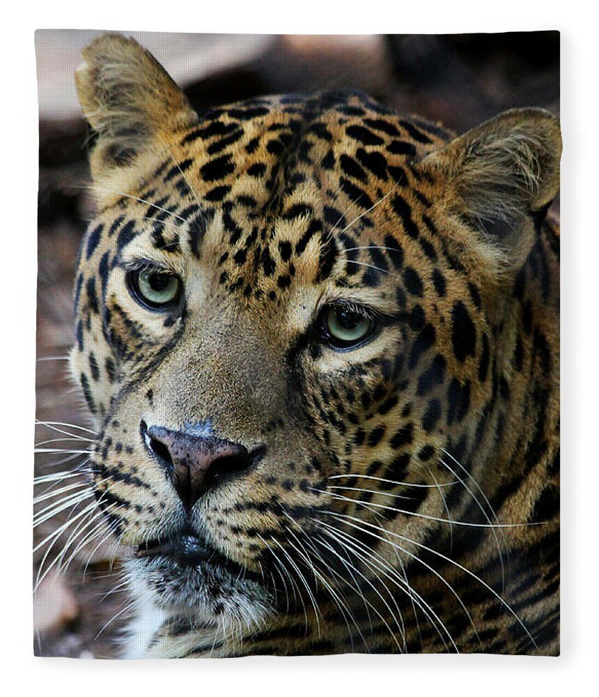 JudyVincent74's tweet image. #Leopard fleece #blanket Available as plush fleece or sherpa fleece blanket, Also available as #wallart and on other products #wildlife #animals #cats #giftideas #BuyIntoArt #JudyVincentPhotography 
Available here ---&amp;gt; buff.ly/RXEU6AU