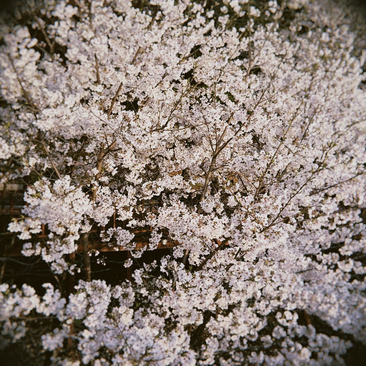 메아리가 잠드는 곳 / Where the Echo Sleeps tweet media