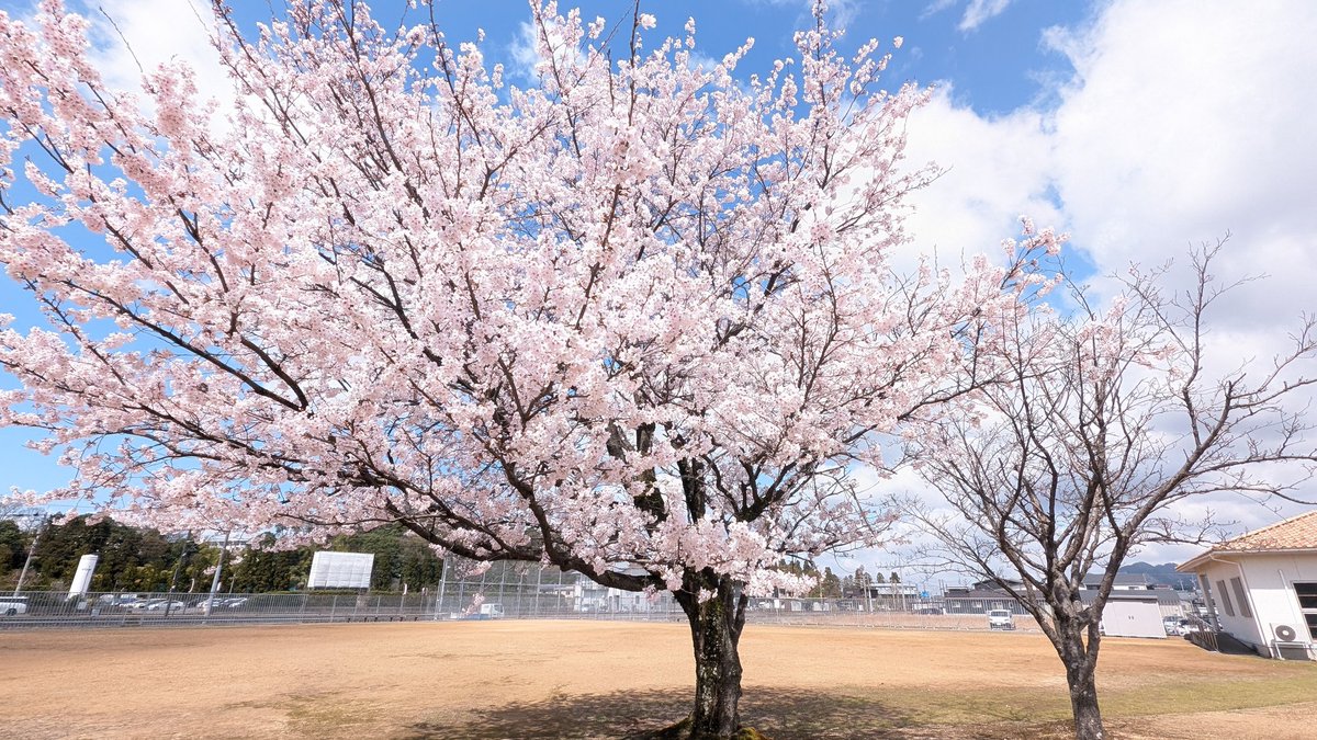 CLD35589119's tweet photo. 桜 https://t.co/cokqYC996l