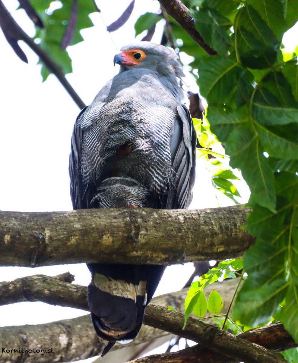 Kenyan Ornithologist-Kenyan Birds tweet media