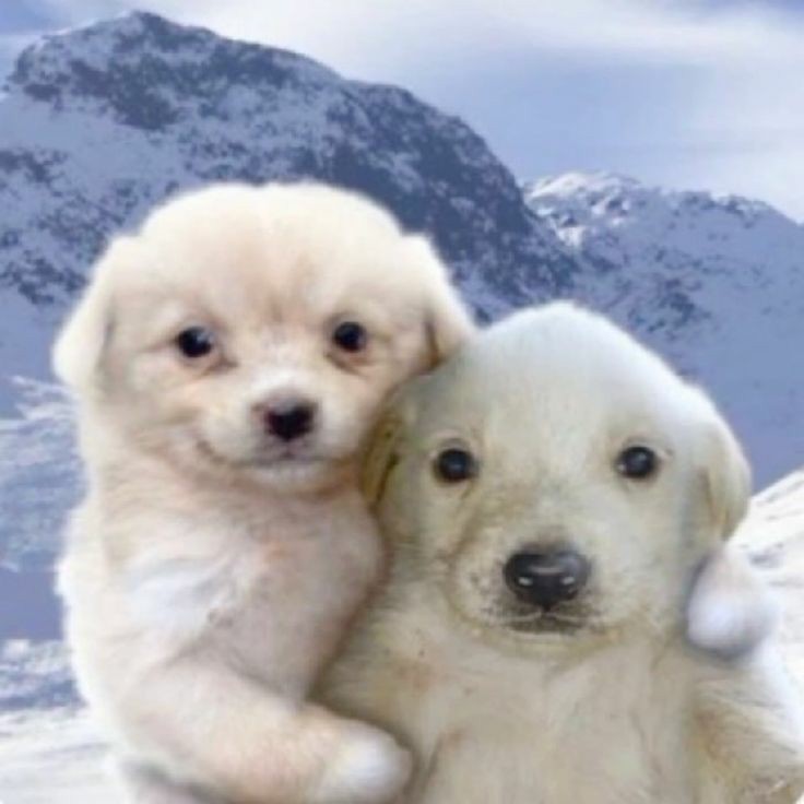 Tadimha de Freitas | jurídico sapalanches💛❤️💚💜 tweet media