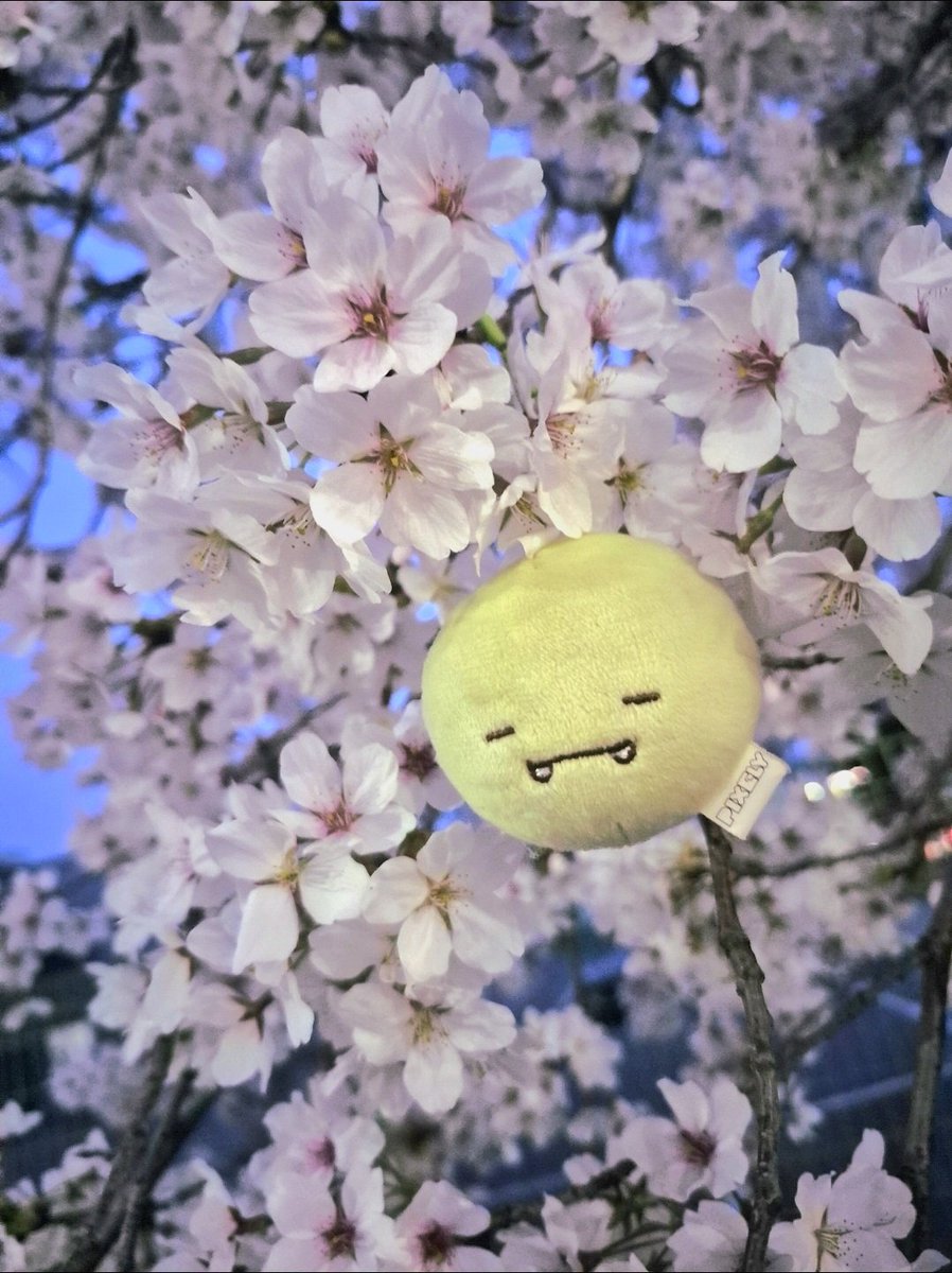 sleeptle's tweet photo. 🌸🦖🌸 https://t.co/0wT489e4Ww
