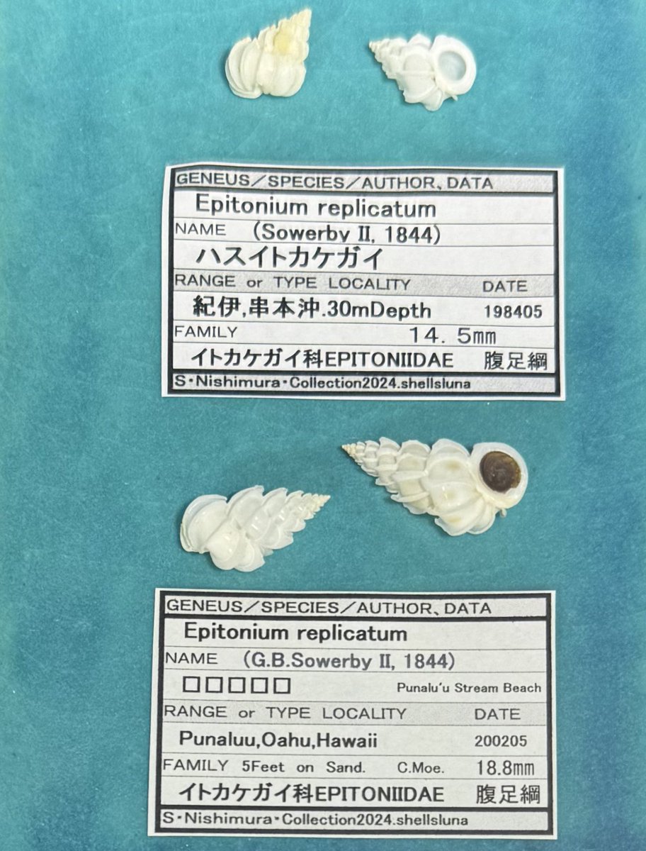 shellsluna tweet media