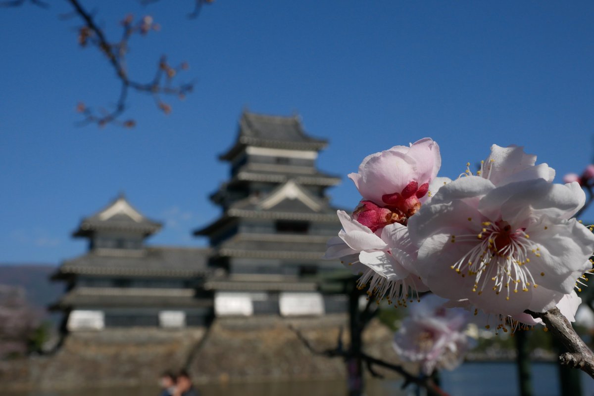 あずさ64号 tweet media