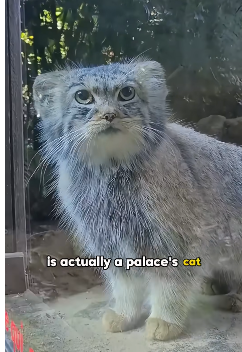 🌸 paprika 🗡️ tweet media