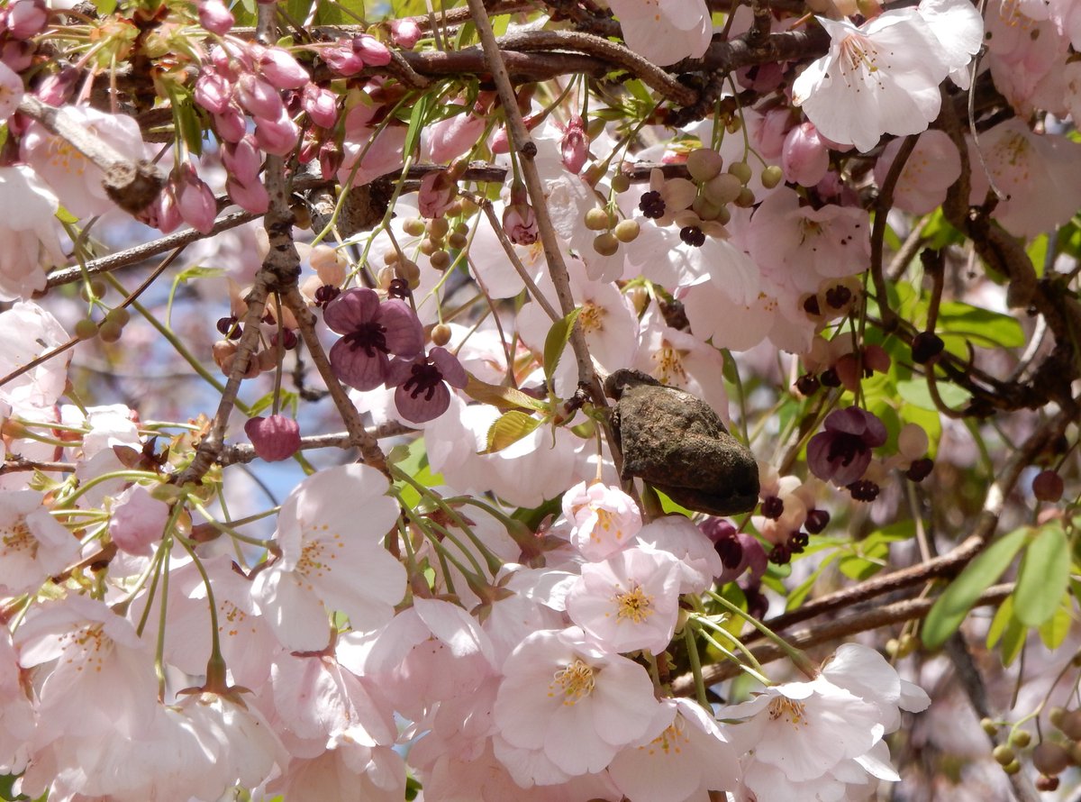 Shidora- tweet media