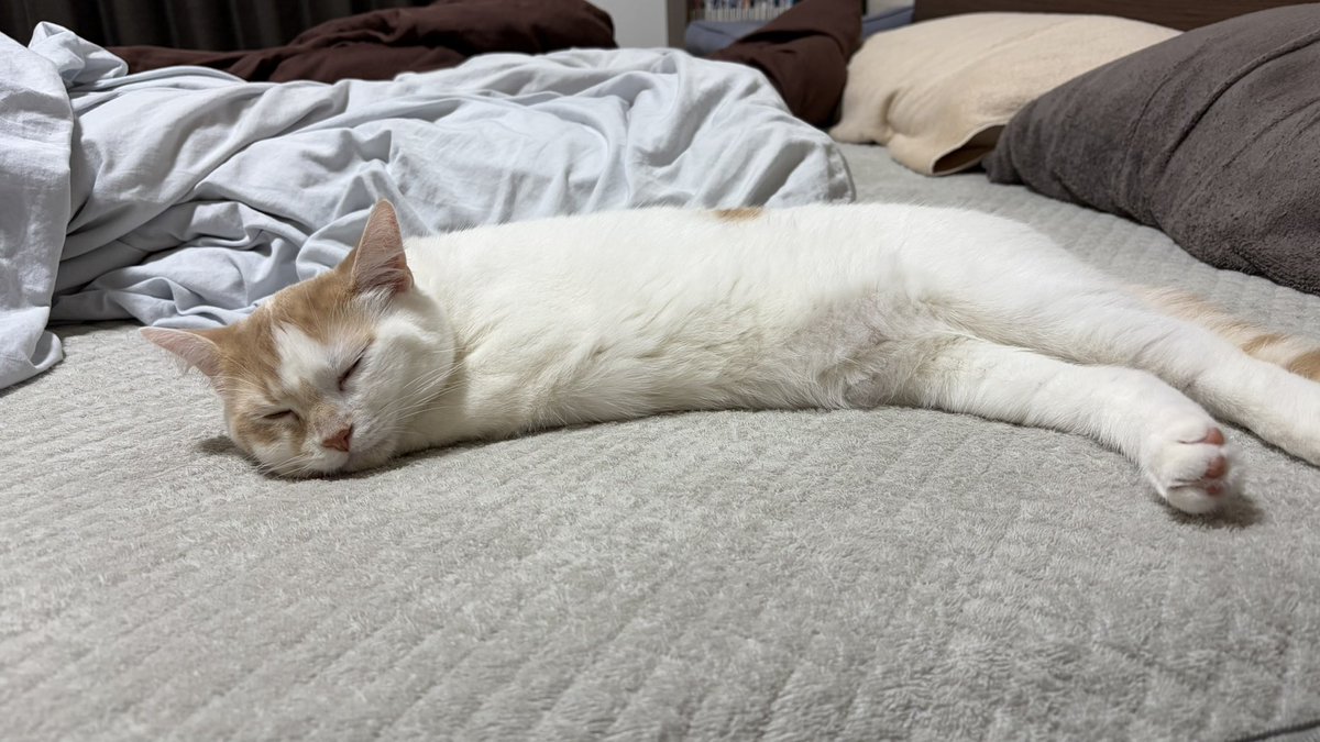 やえなぎ猫チャンネル tweet media