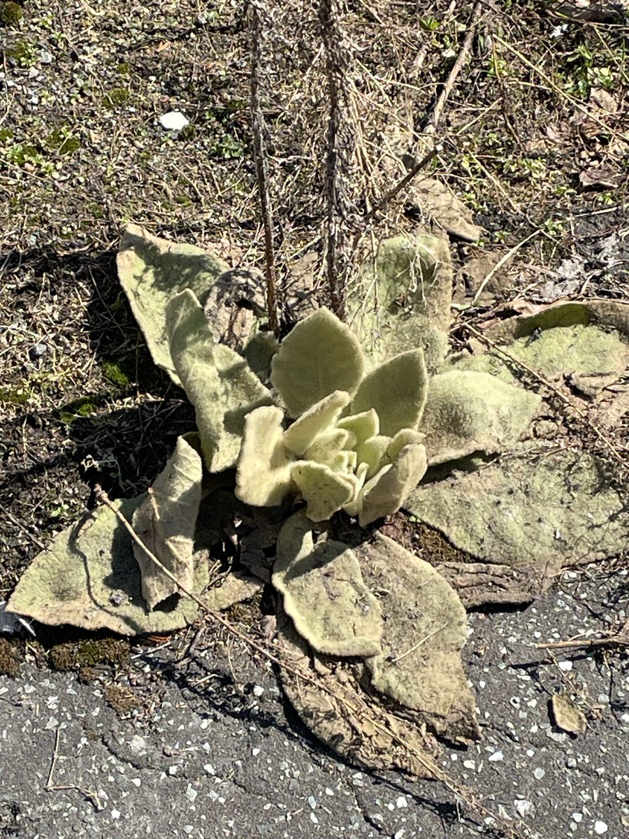 チエウサ tweet media