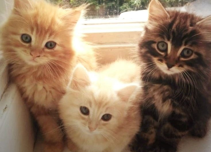 kiwi 🐈⬛ DWY☆ LUAT tweet media