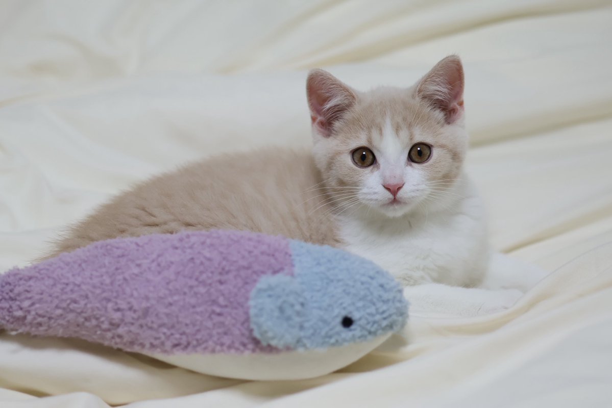 マンチカンのゆーが🐈‍⬛おる🐈 tweet media