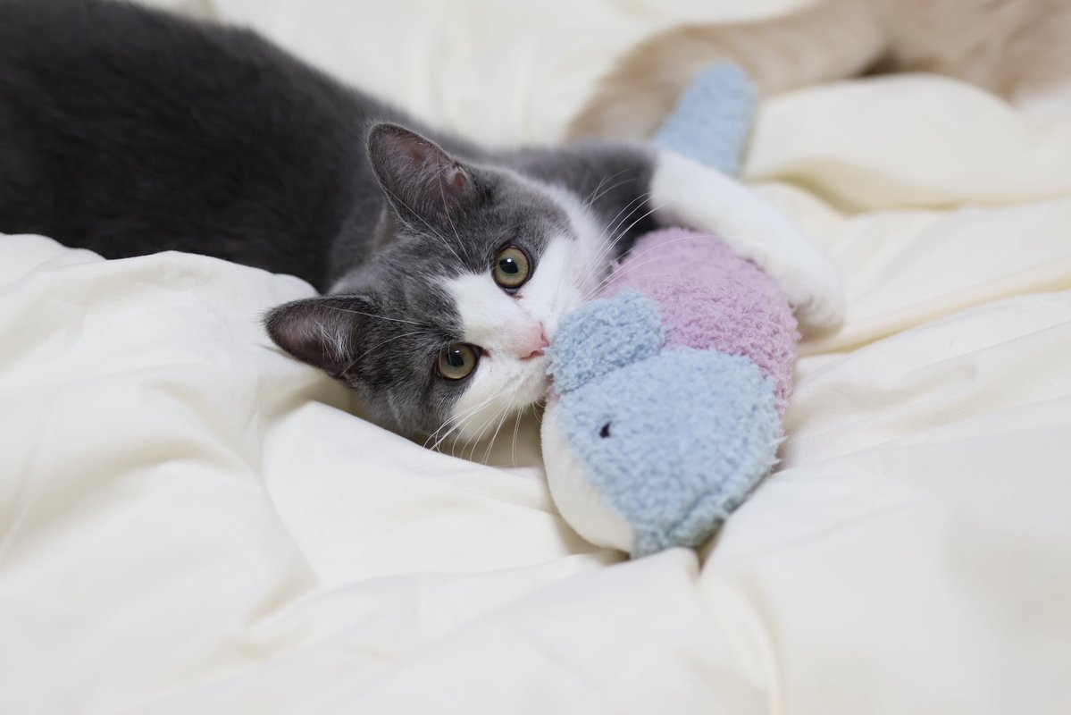 マンチカンのゆーが🐈‍⬛おる🐈 tweet media