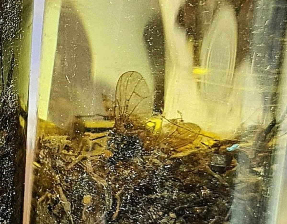 𝖕𝖎𝖘𝖘𝖋𝖊𝖗𝖆♱𝖚 ✠𐕣 tweet media