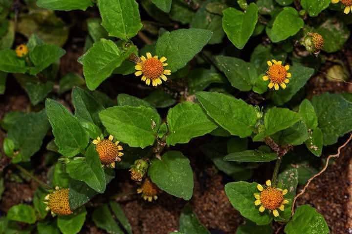 KamanziClaudin1's tweet photo. SPILANTHES. MAURITIANA... Ajuok olaw in Luo  is a monogeneric endangered herb belonging to the Composite family. An annual creeping or trailing herb , upper parts sometimes erect. Its considered energetically stimulating and warming and is employed to break up stagnant energies spiritually. As traditional Medicine too it treats....
... Paralysis of the tongue/Stammering 
... Toothaches
... Tooth decays
... Sore throats
... Mouth Ulcers
... Bleeding gums
... Gingivitis
... Stomatitis
... Sialagogue-increases the flow of saliva
... Rheumatic joints
... Liver Diseases
... Anxiety and depression
... Facial paralysis
... Epilepsy
... Improves Digestion
... Tonsillitis and Coughs
... Burns and Sores
... Etc .