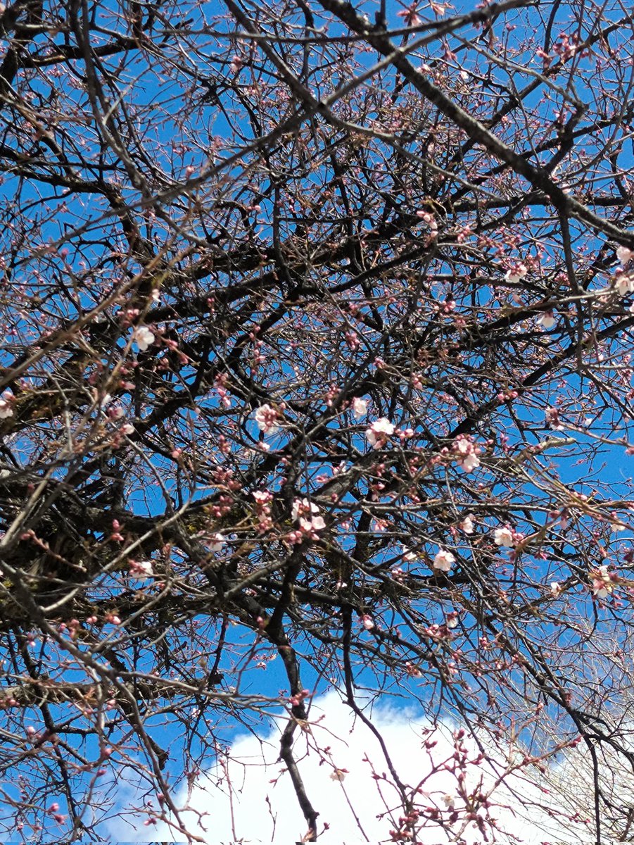 漠然 （互fo） tweet media