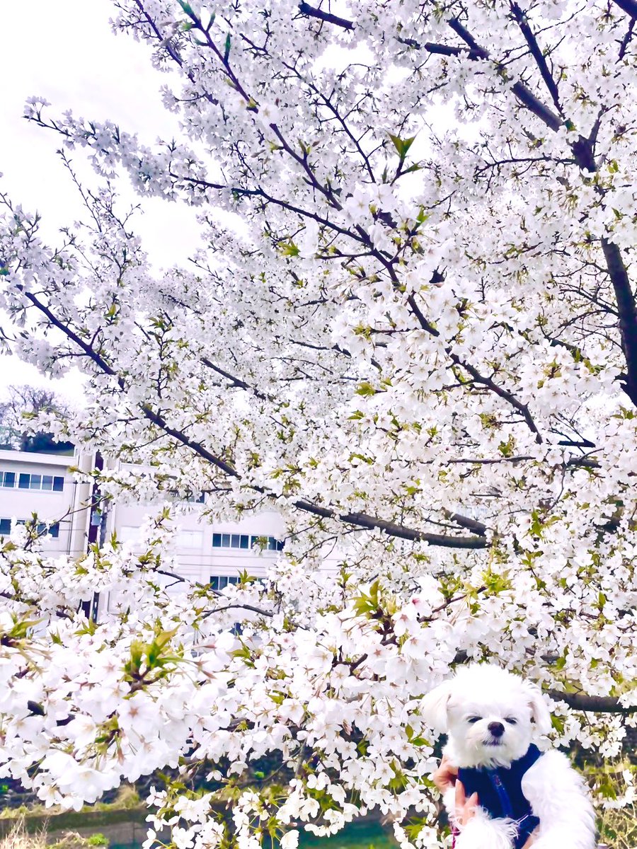 侑奈　里咲 tweet media