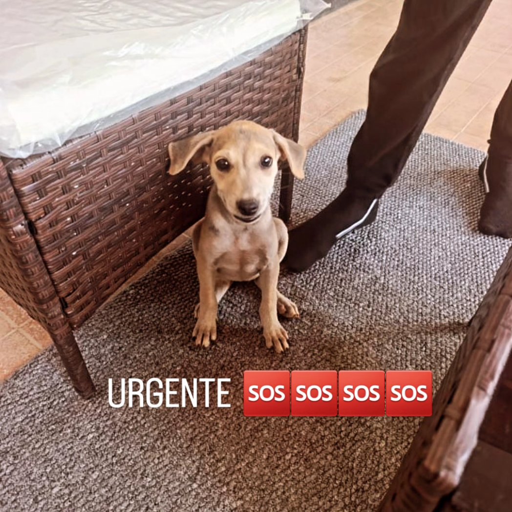 margaritapets tweet media