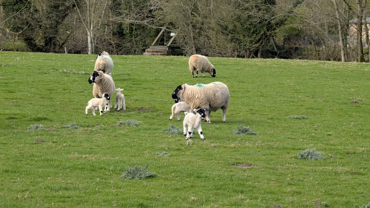 Mark Wallace tweet media