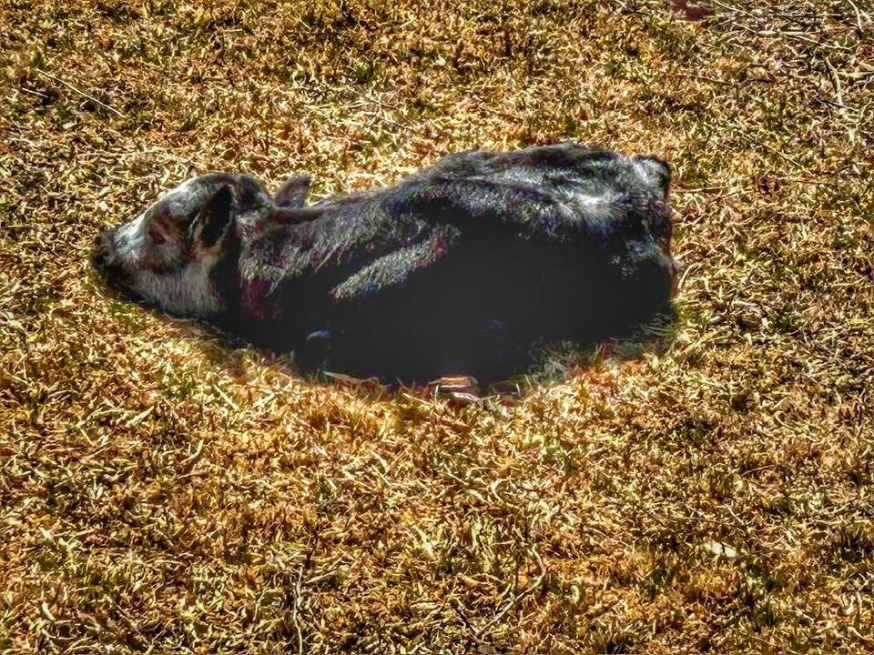 titafa's tweet photo. No es solo un domingo..es un nuevo comienzo.Que este día te recuerde q siempre puedes volver a empezar, q la luz siempre encuentra su camino y q todo lo q hoy parece difícil..también va a sanar.Que la paz,el amor y la esperanza renazcan en tu vida.
¡Feliz Domingo de Resurrección! https://t.co/EBApdoRkC1