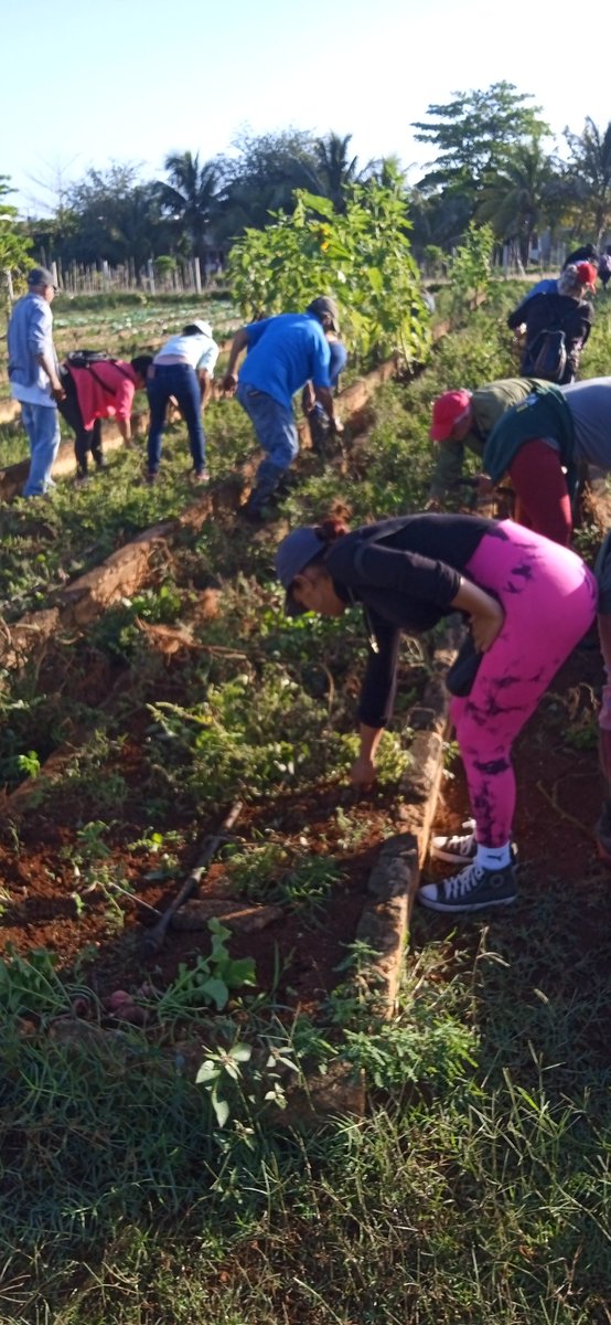YaneisyO32304's tweet image. Se efectua trabajo voluntario en el organoponico 4 de Abril de Jagüey Grande.🇨🇺La producción de alimentos es prioridad del Programa Económico y Social del Gobierno 2026.
#MatancerosEnVictoria