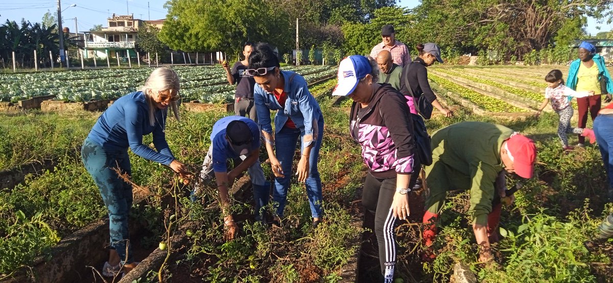 YaneisyO32304's tweet image. Se efectua trabajo voluntario en el organoponico 4 de Abril de Jagüey Grande.🇨🇺La producción de alimentos es prioridad del Programa Económico y Social del Gobierno 2026.
#MatancerosEnVictoria